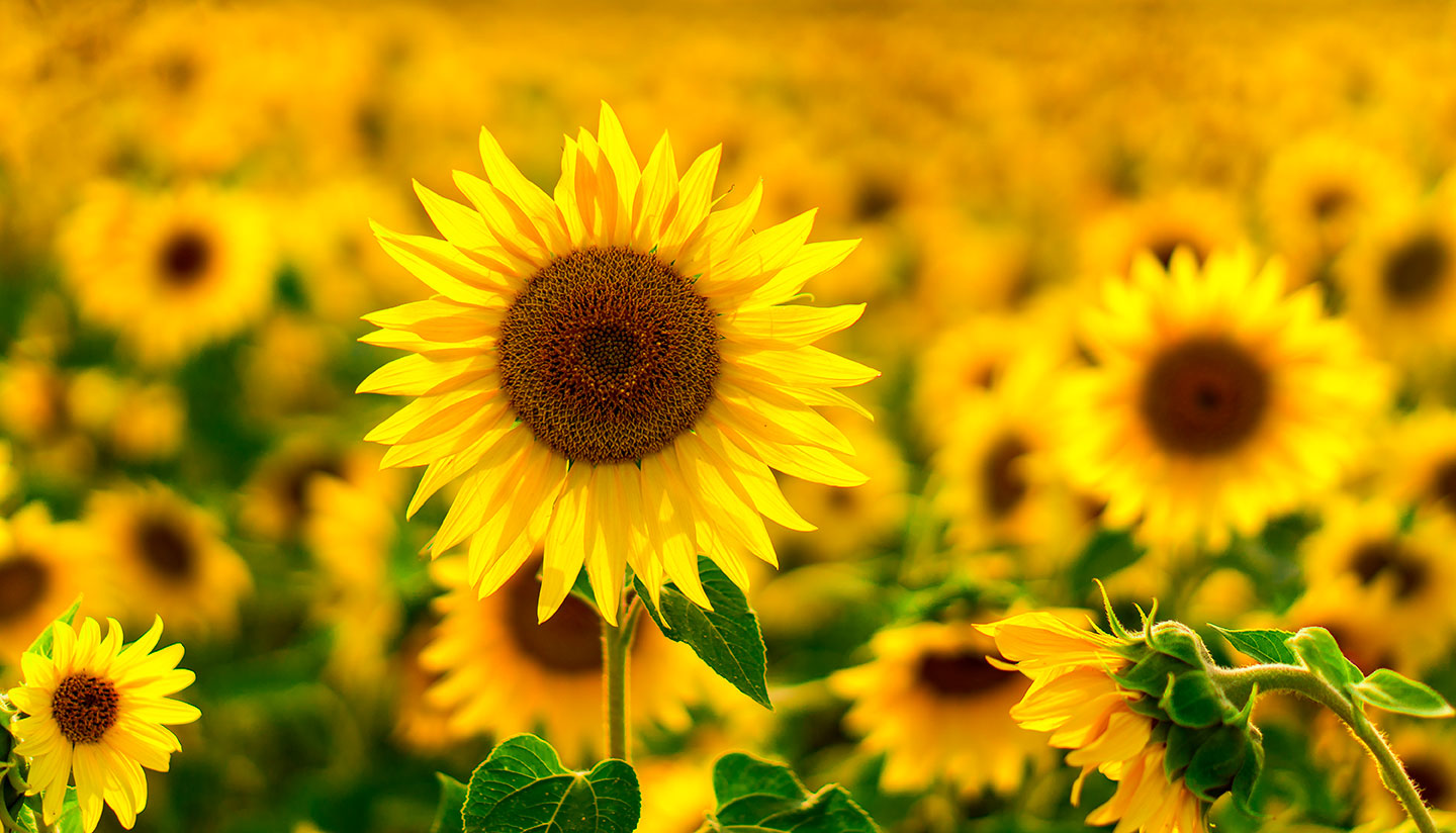 Fuji Breeze Serum Druppels