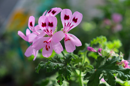 Kyoto Glam Keratin Mist