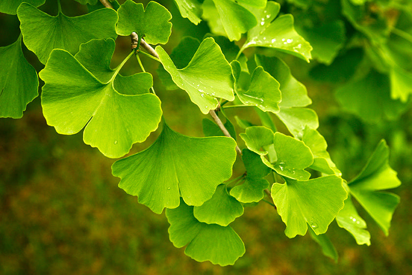 Okinawa Dream Shampoo